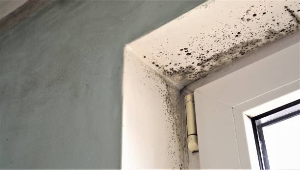 Best Residential Mold Inspection & Testing  in Roanoke Rapids, NC